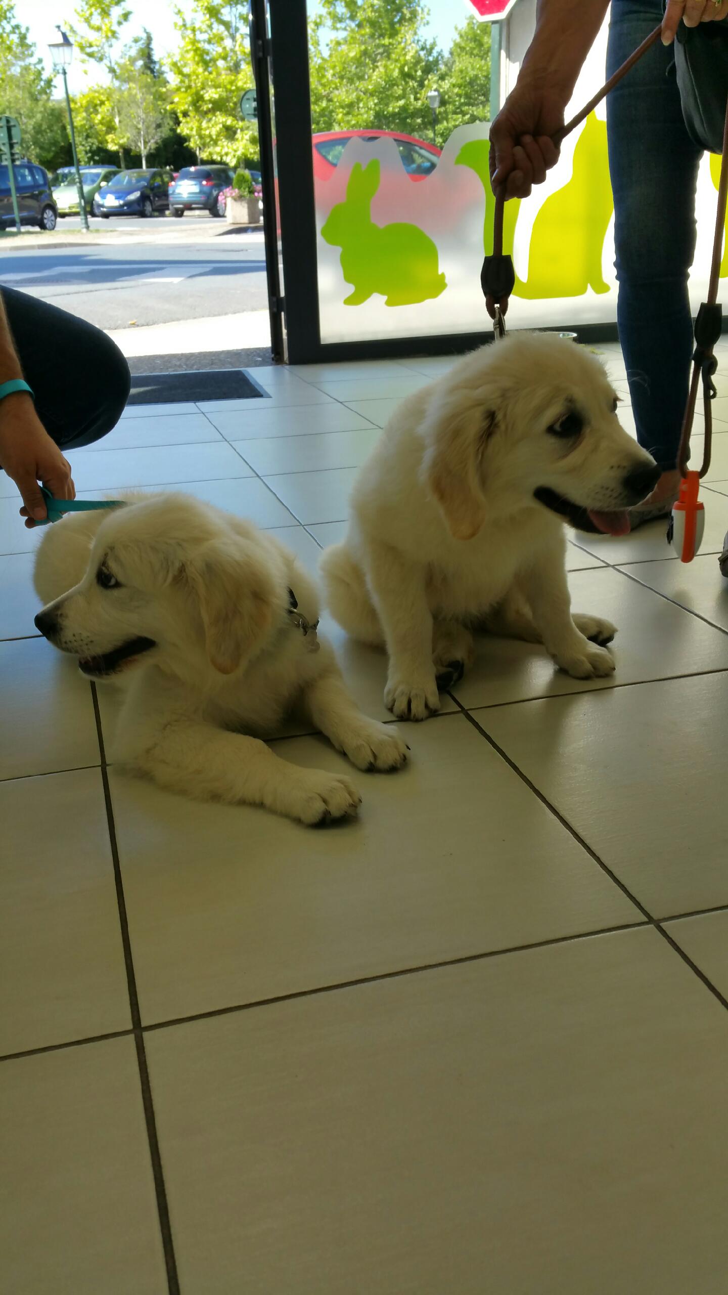 Golden retriever